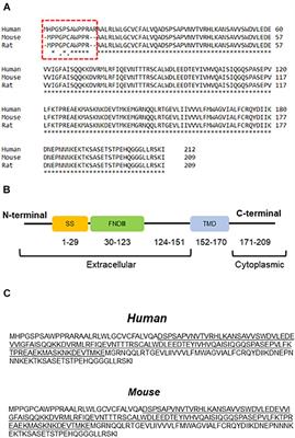 Multiple Roles in Neuroprotection for the Exercise Derived Myokine Irisin